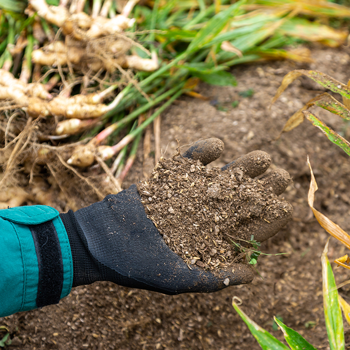 出西生姜農家 小原裕輔さん