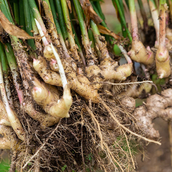 出西生姜農家 小原裕輔さん